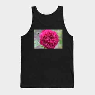 Bee hovering over a pink garden rose Tank Top